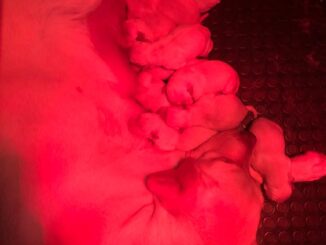 nella notte tra capodanno e 2 gennaio nati a pisticci 10 cuccioli labrador tutti in ottima salute 79 img 20230102 wa0001 radiolaser news matera potenza puglia basilicata