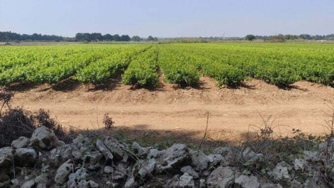 campagna di Lecce