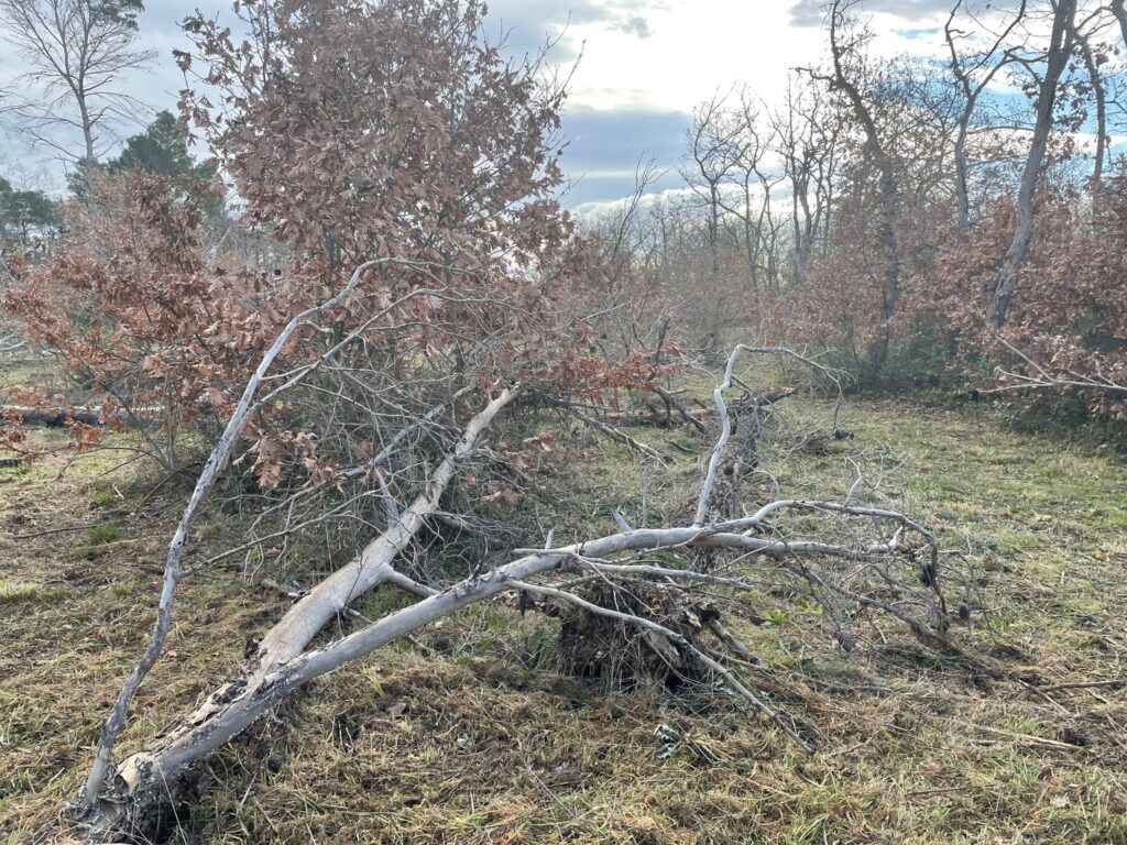 foto 5 radiolaser news matera potenza puglia basilicata