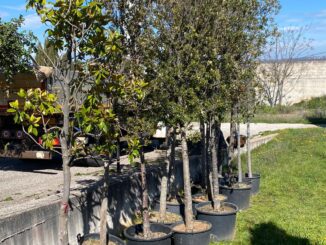 <strong>piantumazione di nuovi alberi nel centro urbano</strong> 75 alberi da piantumare in diverse zone della citta radio laser news matera potenza puglia basilicata