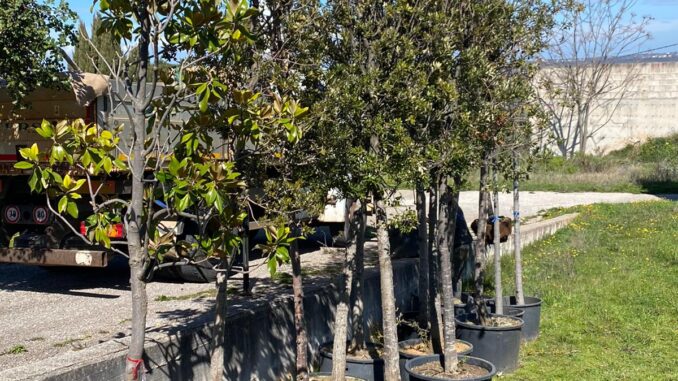 alberi da piantumare in diverse zone della città