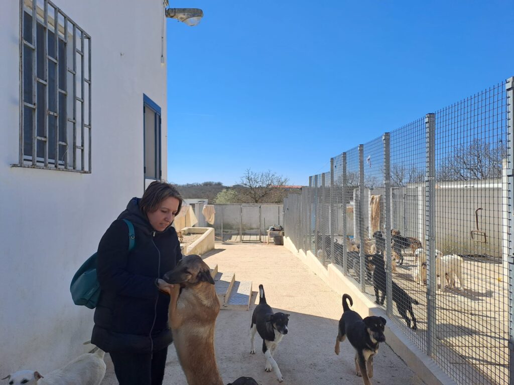 <strong>Nel 2022 adottati 150 cani del canile comunale</strong>