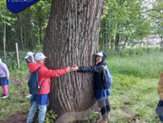 basilicata in podcast, gli alberi patriarchi a tutela della biodiversità 54 alsia radiolaser news matera potenza puglia basilicata