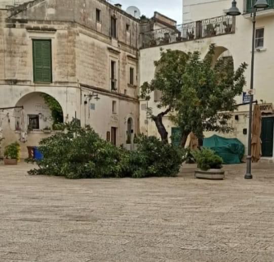 Addio allo storico carrubo di piazzetta San Giovanni piazzetta