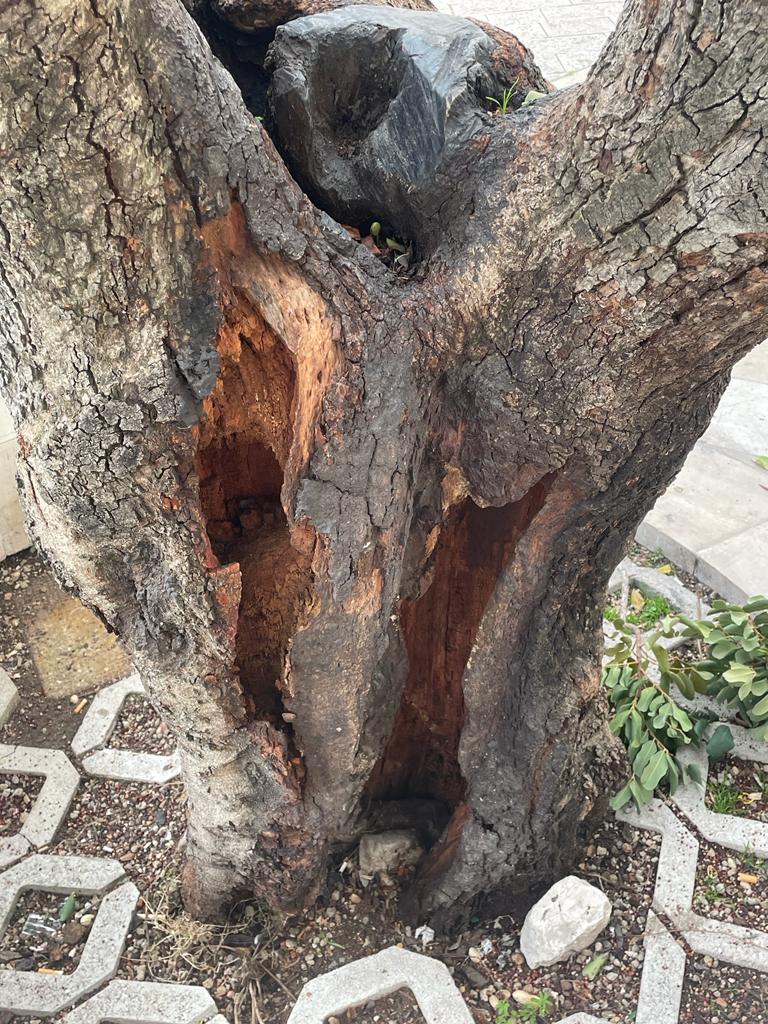 Addio allo storico carrubo di piazzetta San Giovanni piazzetta