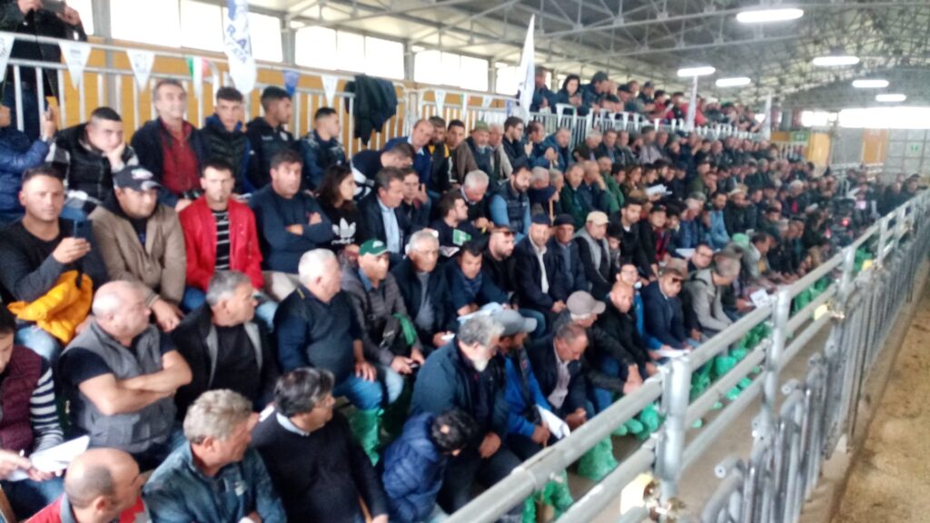 ALLEVATORI DA TUTTO IL SUD ITALIA A LAURENZANA PER L'ASTA DEI TORELLI A DI RAZZA PODOLICA asta