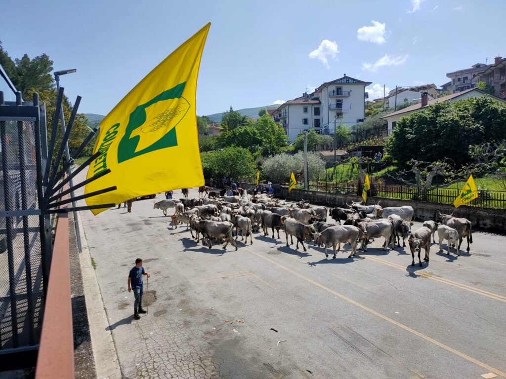 GRANDE PARTECIPAZIONE ALLA FESTA DELLA TRANSUMANZA A PICERNO transumanza