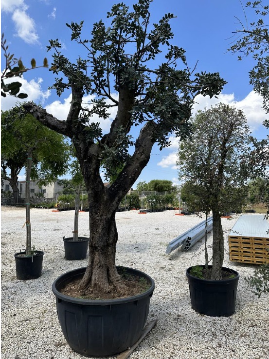 Quale carrubo in piazza San Giovanni? L'Amministrazione comunale lancia un sondaggio sondaggio