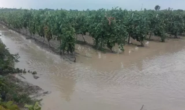 maltempo agricoltura
