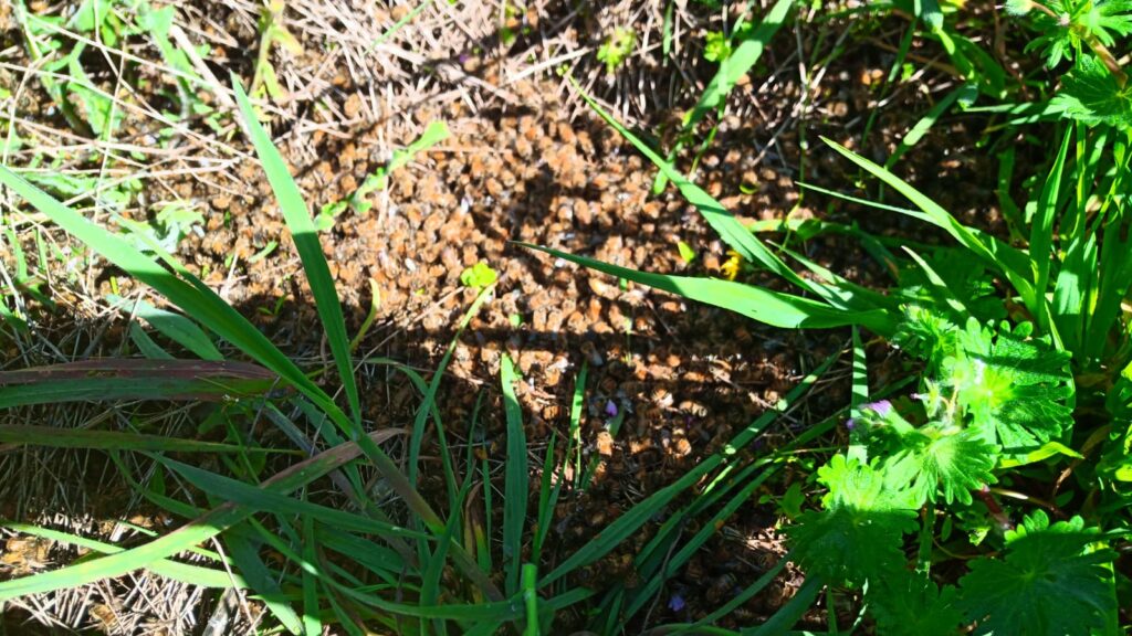 Maltempo: Di Nuzzo, Apicoltori “in ginocchio” apicoltori