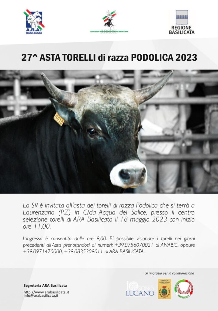 GIOVEDI' A LAURENZANA LA 27ESIMA EDIZIONE DELL'ASTA DEI TORELLI DI RAZZA PODOLICA asta