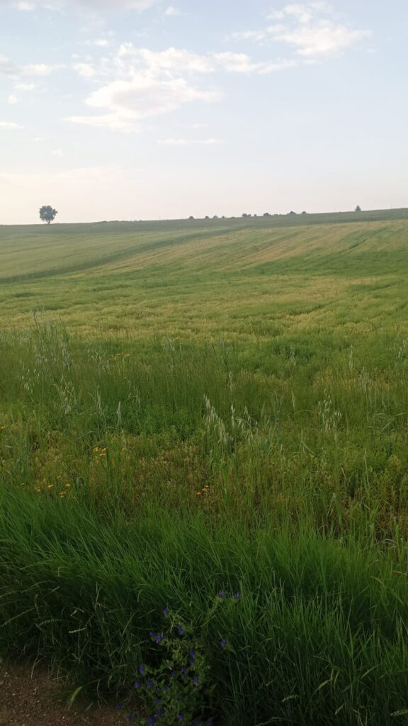 MALTEMPO: COLDIRETTI BASILICATA, DRAMMATICA SITUAZIONE NELLA CAMPAGNE maltempo