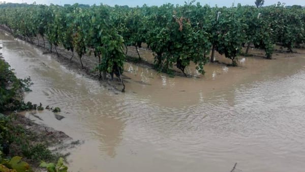 Calamità naturali: Cia-Agricoltori Potenza-Matera, situazione pesante agricoltori