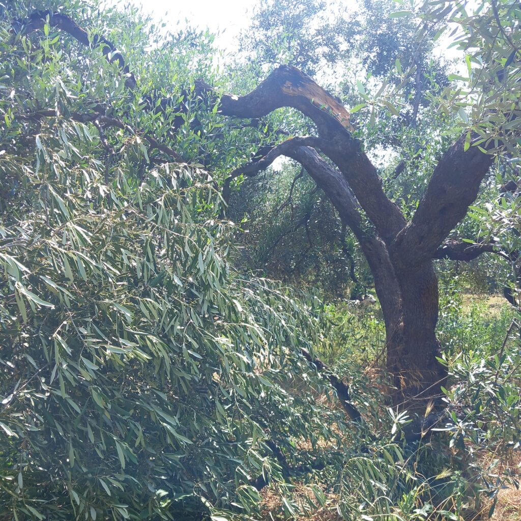 Oprol-Cia: olivicoltura in ginocchio olivicoltura