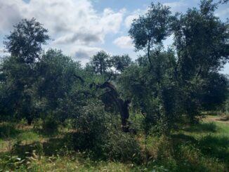 Oprol-Cia: olivicoltura in ginocchio