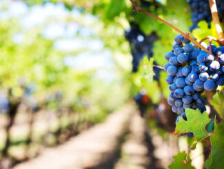VENDEMMIA 2023, COLDIRETTI: IN BASILICATA CALO IN MEDIA DEL 30 PER CENTO, MA OTTIMA LA QUALITÀ