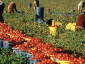 campagna pomodoro 2023 provincia potenza: sottoscritto accordo lavoratori 20 raccolta pomodori radio laser news matera potenza puglia basilicata