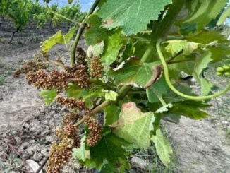 Viticoltori: Cia, aiuti irrisori peronospora