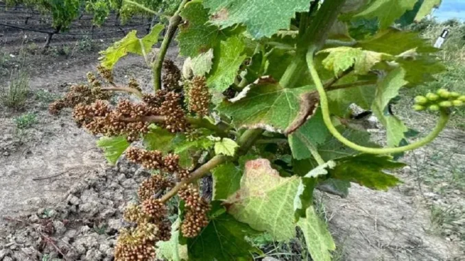 vitigno aglianico