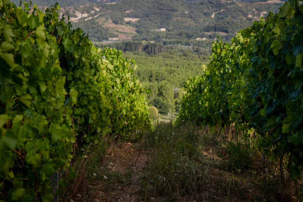 LA VENDEMMIA vendemmia