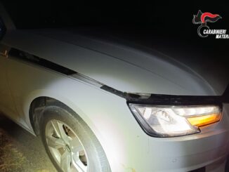 metaponto e marconia: in poco tempo, due incidenti stradali senza feriti causati dall’attraversamento di cinghiali