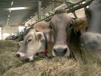 a villa d'agri meeting regionale allevatori bovini da latte 7 bovini radio laser news matera potenza puglia basilicata