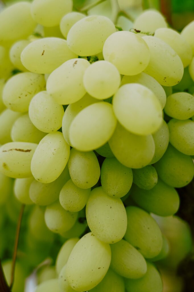 FRESCO E PREZIOSO: PRODUTTORI E CONSUMATORI INSIEME PER L’ALIMENTAZIONE SOSTENIBILE fresco e prezioso