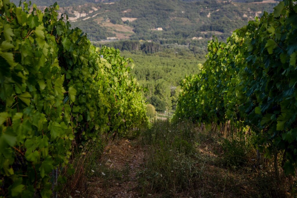 LA VENDEMMIA vendemmia