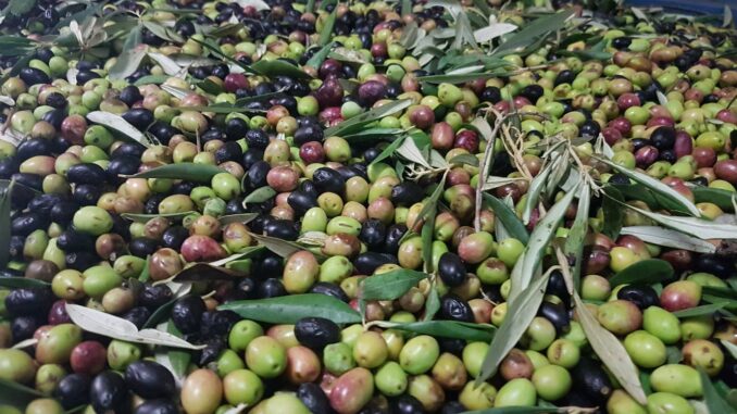olive