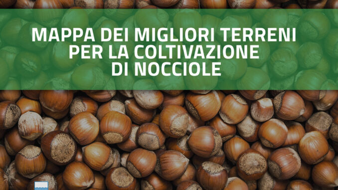 Nocciole-infografica coltivazione nocciole