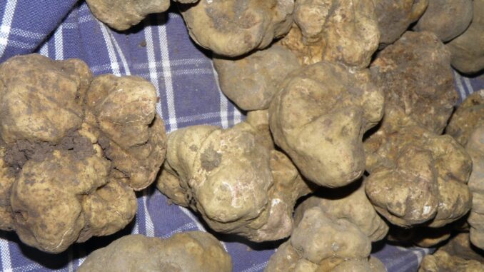 Tartufo-
