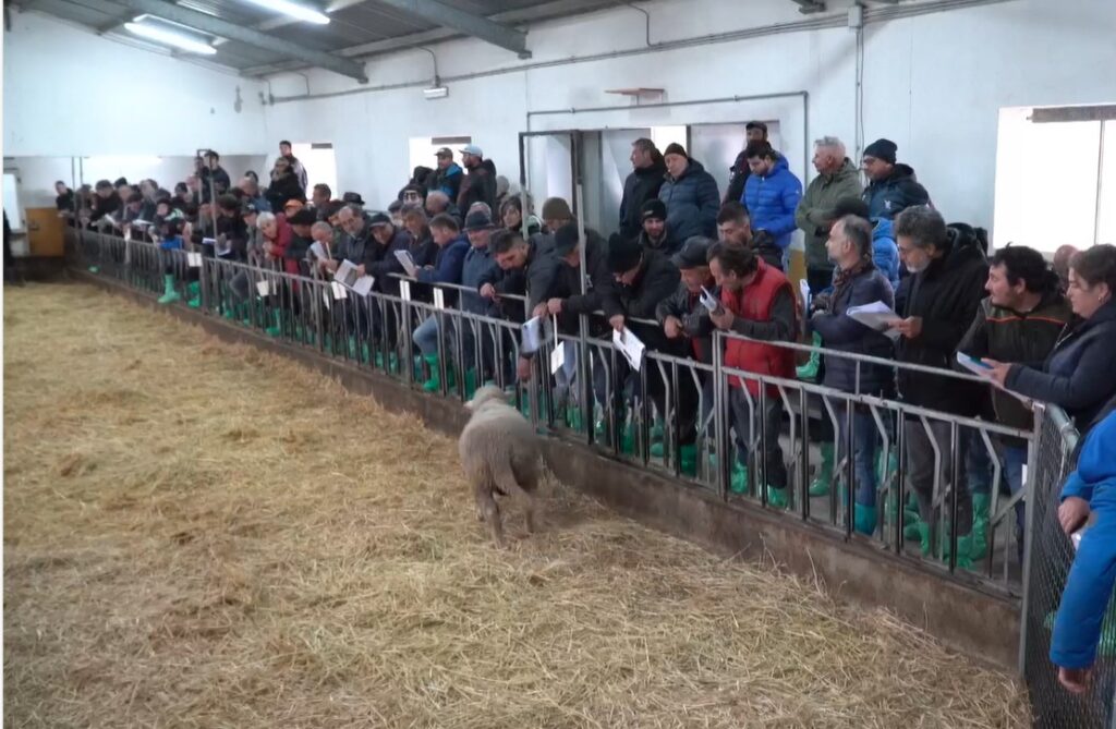 Il 2023 si chiude con il successo della 44esima Asta Arieti in Basilicata asta