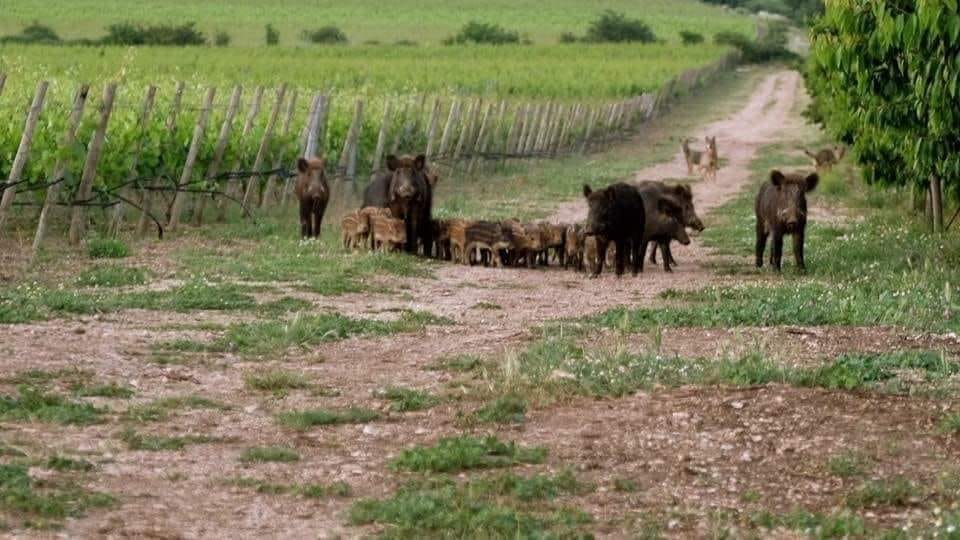 emergenza cinghiali: cia-agricoltori potenza-matera, si può e si deve fare di più emergenza cinghiali,cia