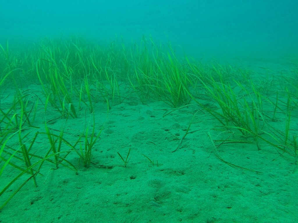 Montegiordano. Dissuasori a mare contro la pesca a strascico. montegiordano
