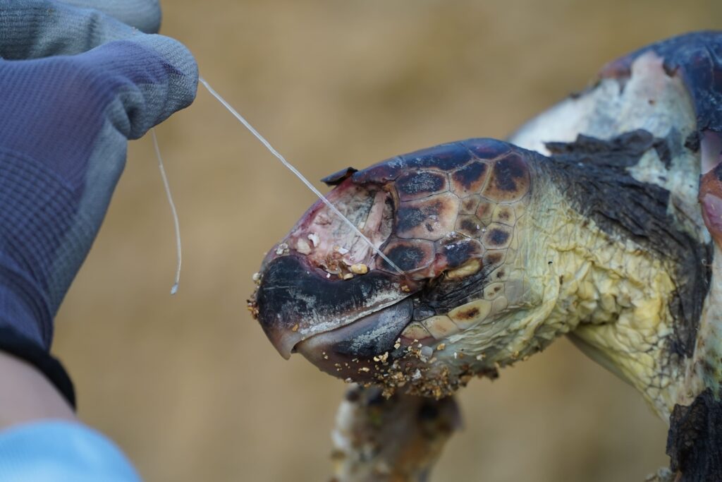 SOS tartarughe: l’ambientalista Sebastian Colnaghi sottolinea l’urgenza di ridurre l’uso della plastica dopo la triste scoperta di una tartaruga marina senza vita tartarughe,scoperta