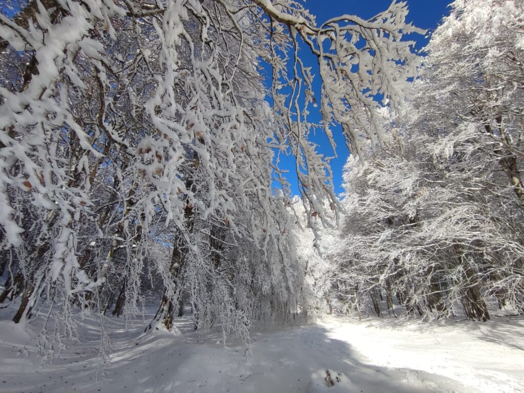 A ROTONDA CON NEVE RIPARTONO LE CIASPOLATE E LE ESCURSIONI NEI SENTIERI INNEVATI rotonda,ciaspolate,escursioni