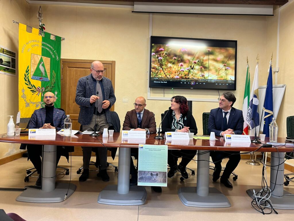 Cinghiali, Latronico: prelevati nelle aree protette 1945 capi cinghiali,capi,latronico