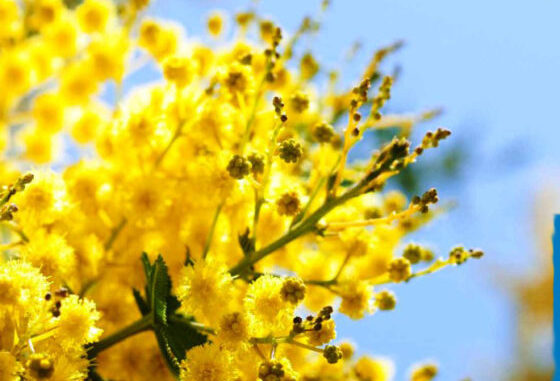 avis-mimosa