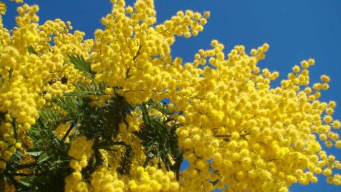 mimosa