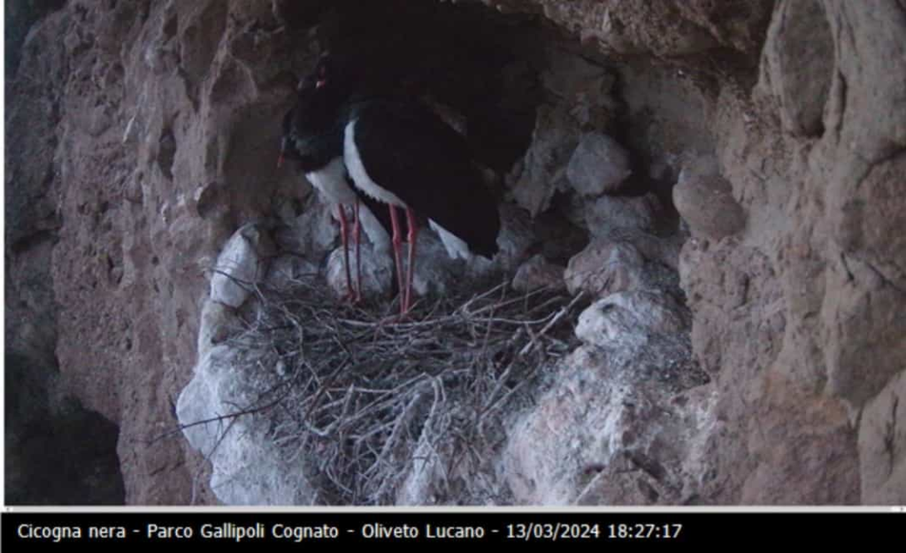 La cicogna nera ha scelto Oliveto Lucano cicogna