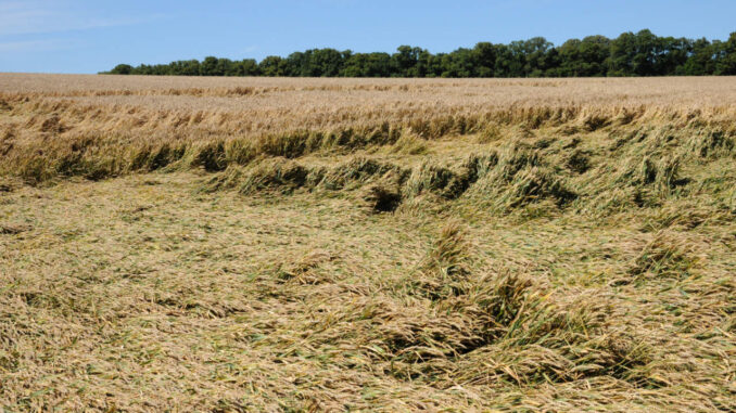 France, wheat field devastated by storm in Vigny