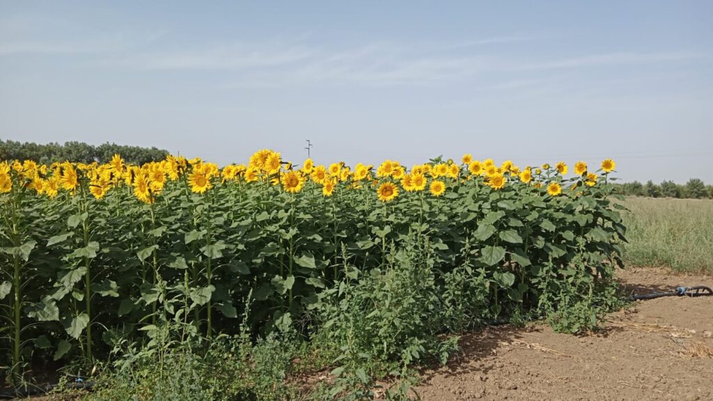 Alsia porte aperte in Podcast: Agri Hub Basilicata, Avviso pubblico per aziende agricole interessate a coltivare girasole alsia