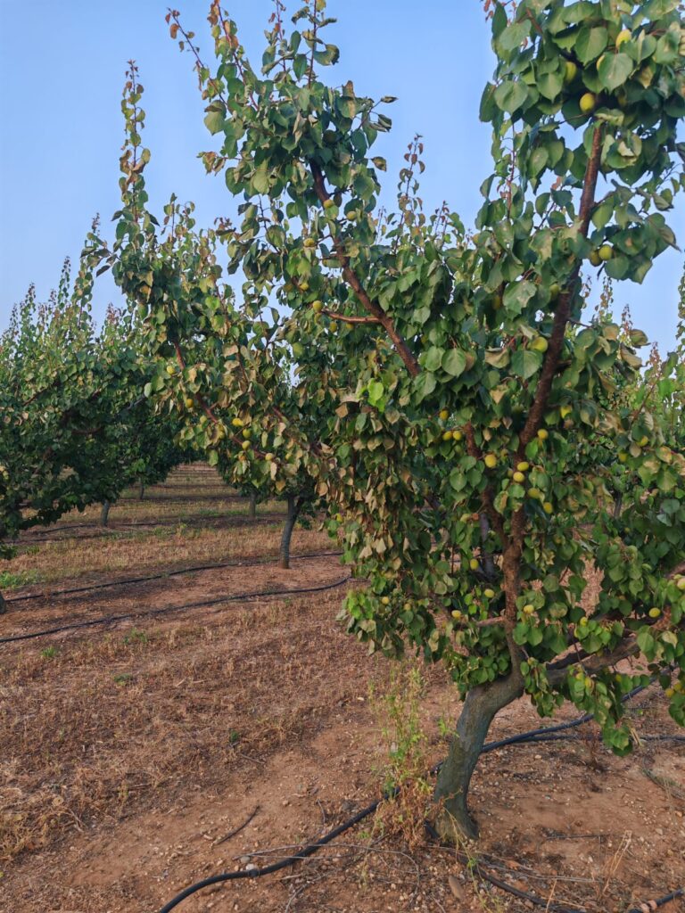 Emergenza idrica. PD Scanzano Jonico: dichiarare lo stato di calamità naturale e giusta attenzione alla gestione delle risorse idriche Calamità