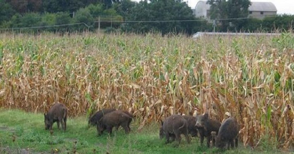 Emergenza cinghiali: Cia-Agricoltori Potenza e Matera promuove raccolta firme agricoltori