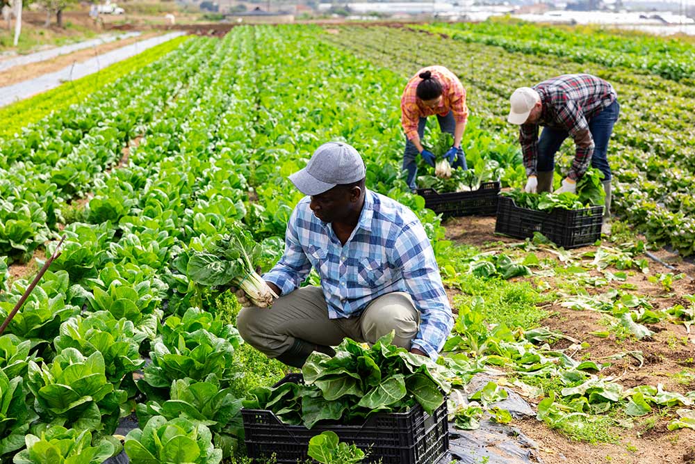 Centro Palazzo e accoglienza immigrati: Cia-agricoltori palazzo,accoglienza