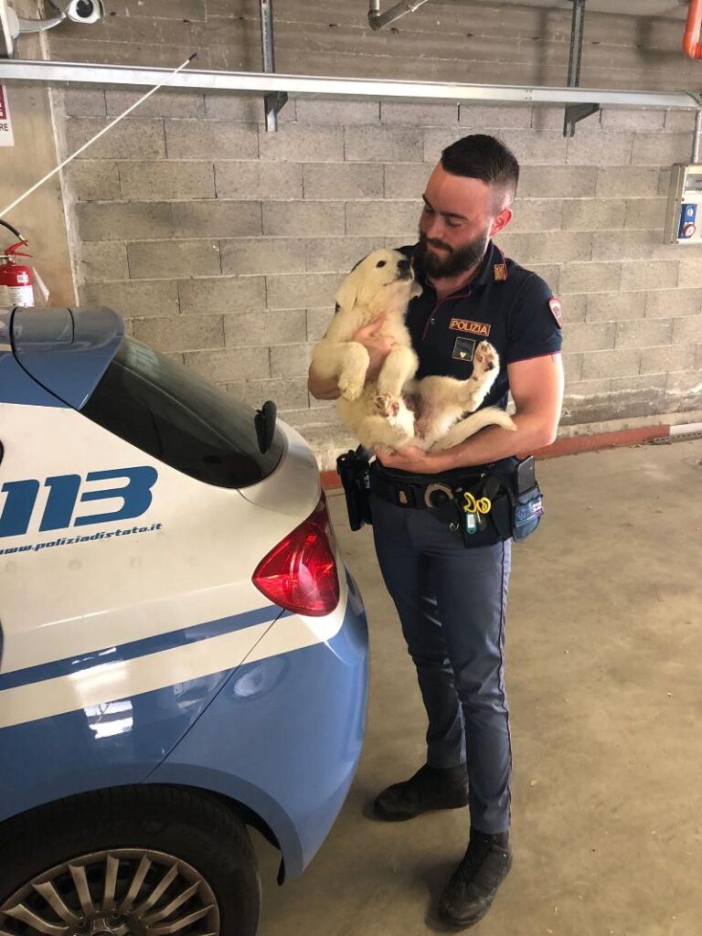 animali