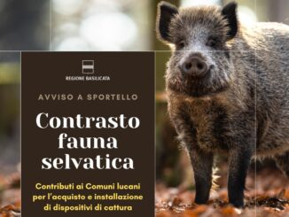 Contrasto alla diffusione della fauna selvatica, stanziati 137mila euro