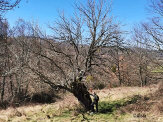 ALSIA in podcast: Censimento degli alberi monumentali da frutto