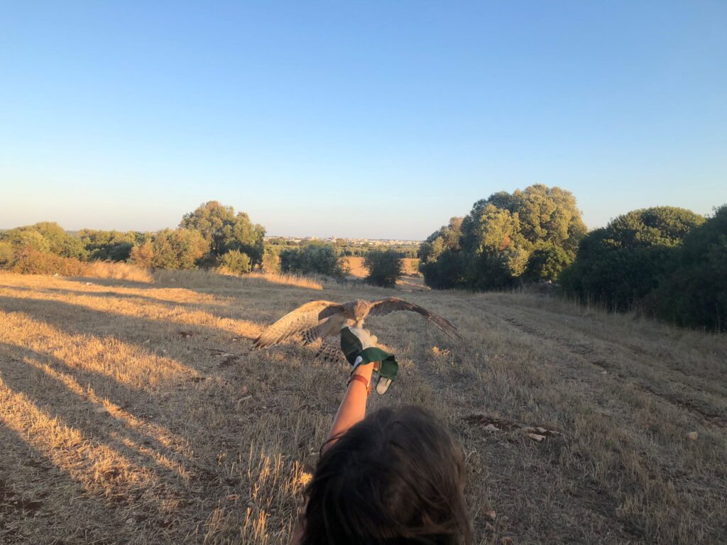 FRANCAVILLA FONTANA, LIBERATI GLI ULTIMI FALCHI GRILLAI CURATI NEL CENTRO FAUNA SELVATICA DELLA PROVINCIA fauna selvatica