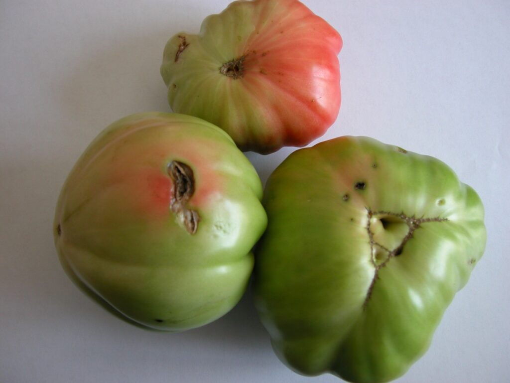 Alsia porte aperte in Podcast. Strategie di difesa per combattere la tignola del pomodoro pomodoro